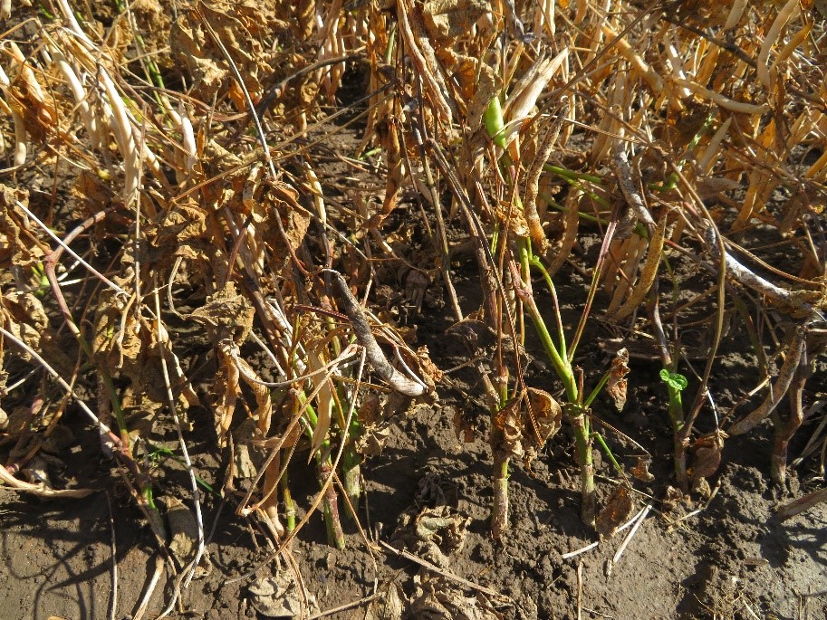 Figure 2. White bean plants with green stems after application of a pre-harvest herbicide cause challenges with combining.