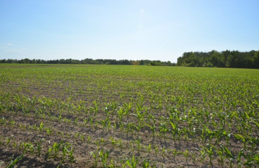 Figure 1. Variable corn stand in part of field planted May 4, 2020.