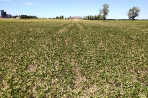 thin soybeans stand with rye mulch below