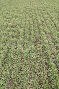 overhead view of thick cereal rye stand