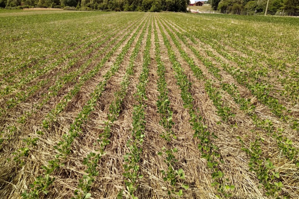 strong soybean stand with rye mulch below