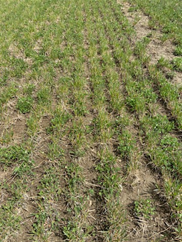 Strange-looking winter wheat rows, underseeded with red clover