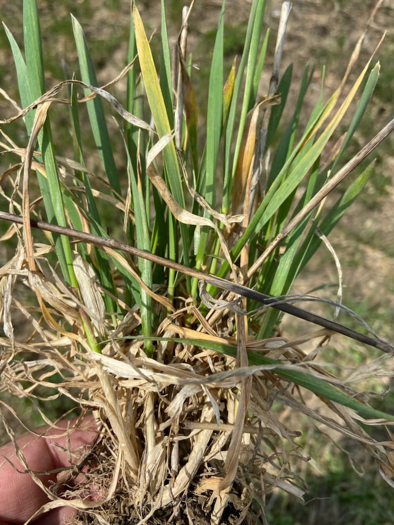 Close-up of winter wheat plant with tillers but no main stem