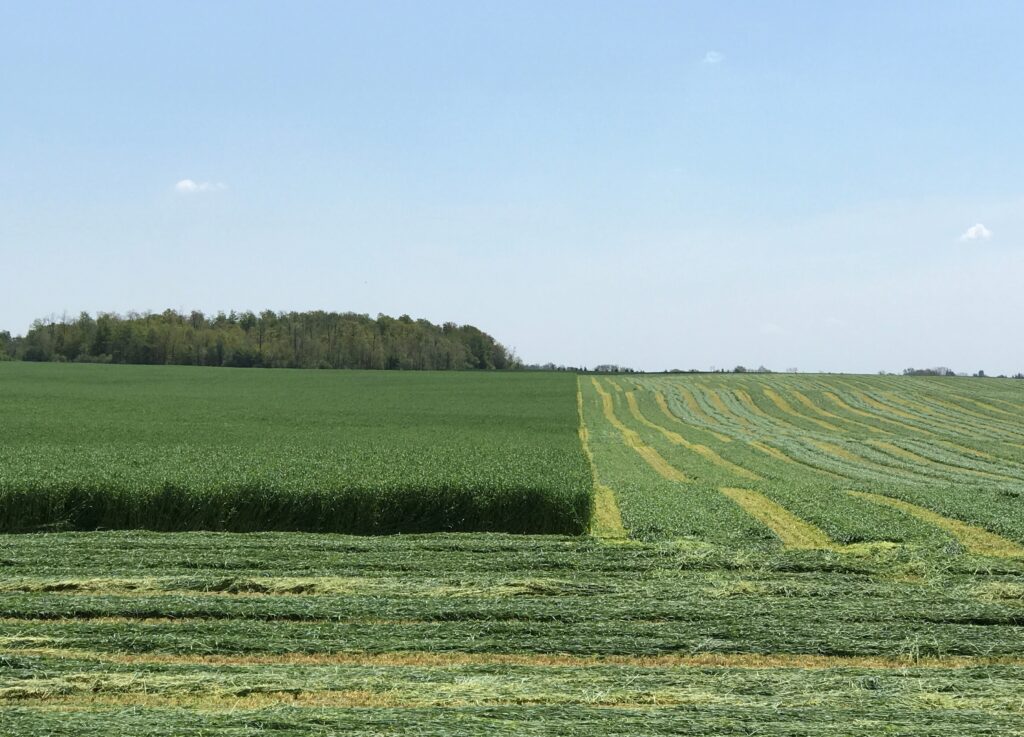 Figure 1. Cereal rye left as over-winter cover crop is being harvested as high quality ryelage and will be followed with a crop of corn or soybeans immediately after harvest.