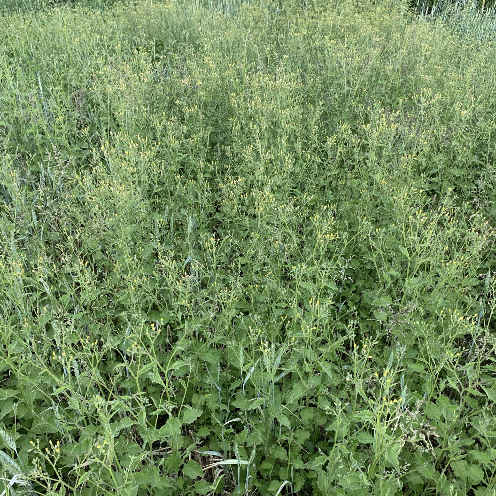 Should 2,4D be used to control weeds in emerged winter