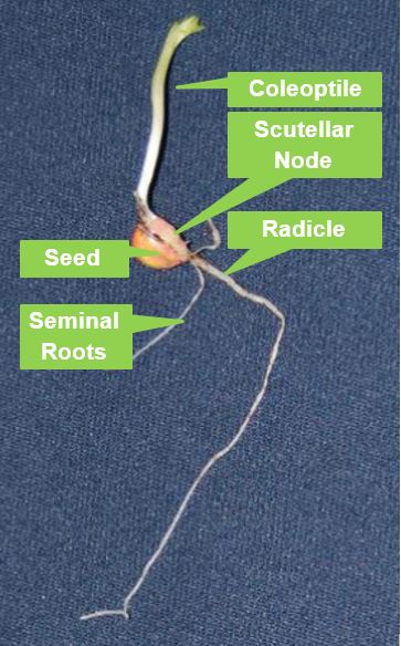 Figure 3. Corn seedling with structures identified.
