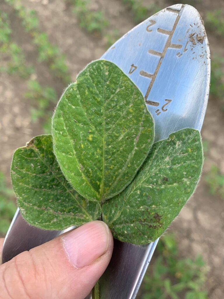 Figure 2. Thrips feed on individual plant cells leaving scars along the leaf veins. (Photo credit: Robert Moloney, Boyd’s Farm Supply)