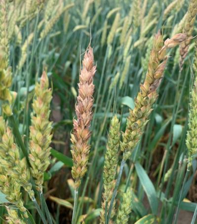 Figure 2. Fusarium head blight infection in winter wheat that was not sprayed with a T3 fungicide.