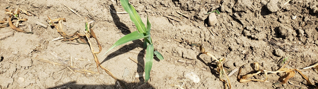 a lone corn plant survived killing frost