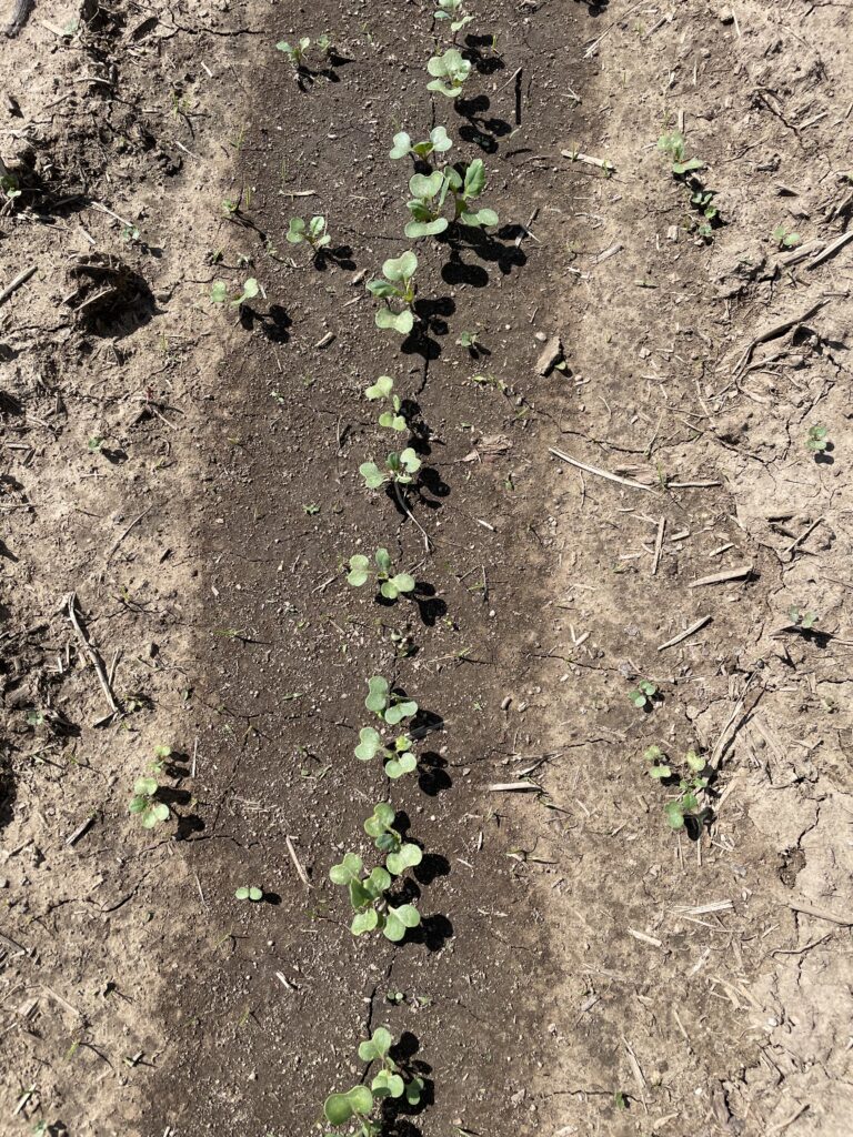 canola seeded May 19 in Thunder Bay
