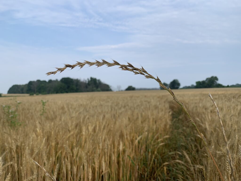 Figure 2. The “spike” seed head with distinctive short awns of annual/Italian ryegrass poking through a winter wheat canopy.
