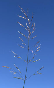 Figure 4. A close-up of the open panicle of roughstalk bluegrass.