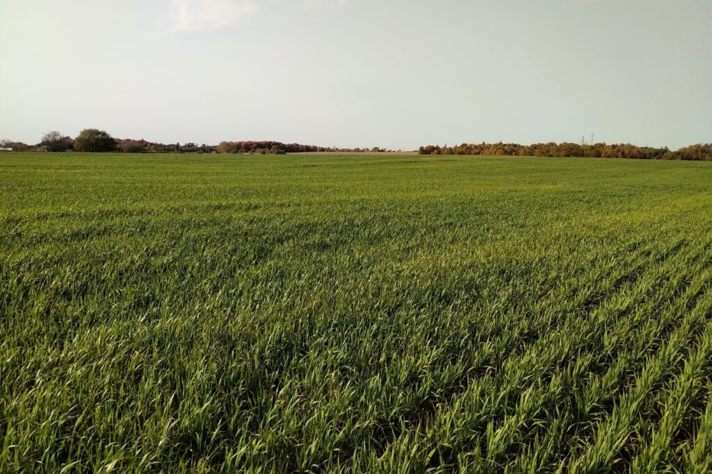 Figure 1. An oat cover crop in the fall of 2020 in Waterloo region.