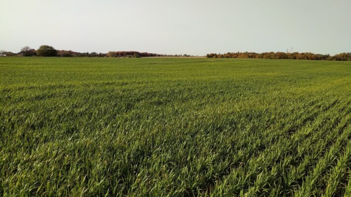 Figure 1. An oat cover crop in the fall of 2020 in Waterloo region.
