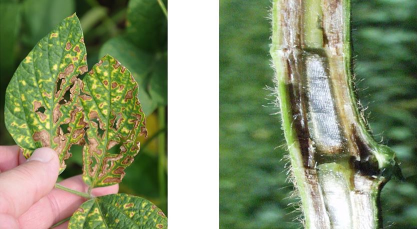Figure 3. SDS leaf symptoms (left) and stem (right)