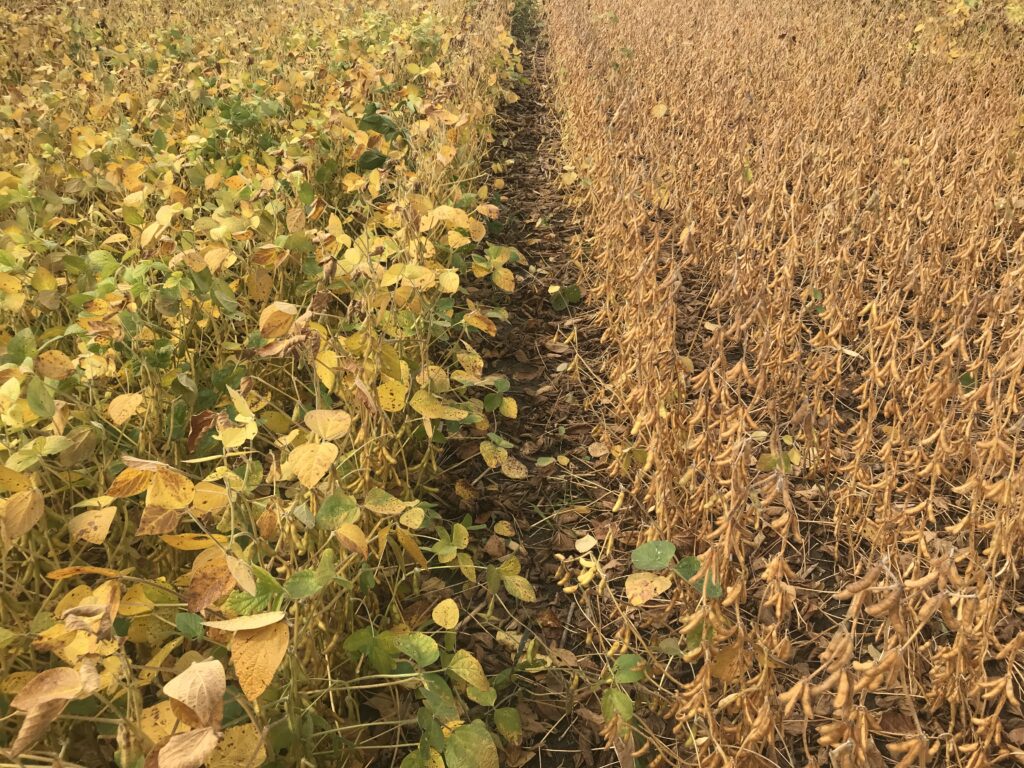 Figure 1. Fertilizer applied this spring on right hand side of picture in a low testing field. (40 lbs/ac actual P and 70 lbs/ac of actual K)