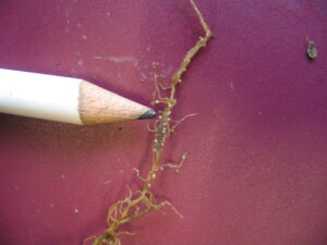 Figure 3. Soybean Cyst Nematodes (SCN) present on soybean roots.