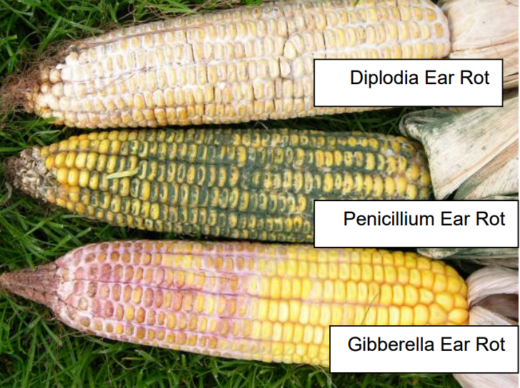 This image has an empty alt attribute; its file name is Fig.-1-Corn-Ear-Moulds.png