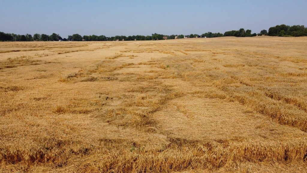 Figure 1. Many fields experienced lodging after a significant wind and rainfall event at the end of June. Some fields remained flat right through to harvest.