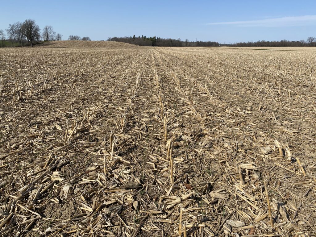 field with corn residue on soil surface, blue sky in background