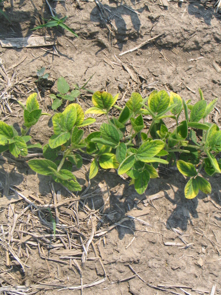 Figure 1. K deficient leaves turn yellow along the leaf margins