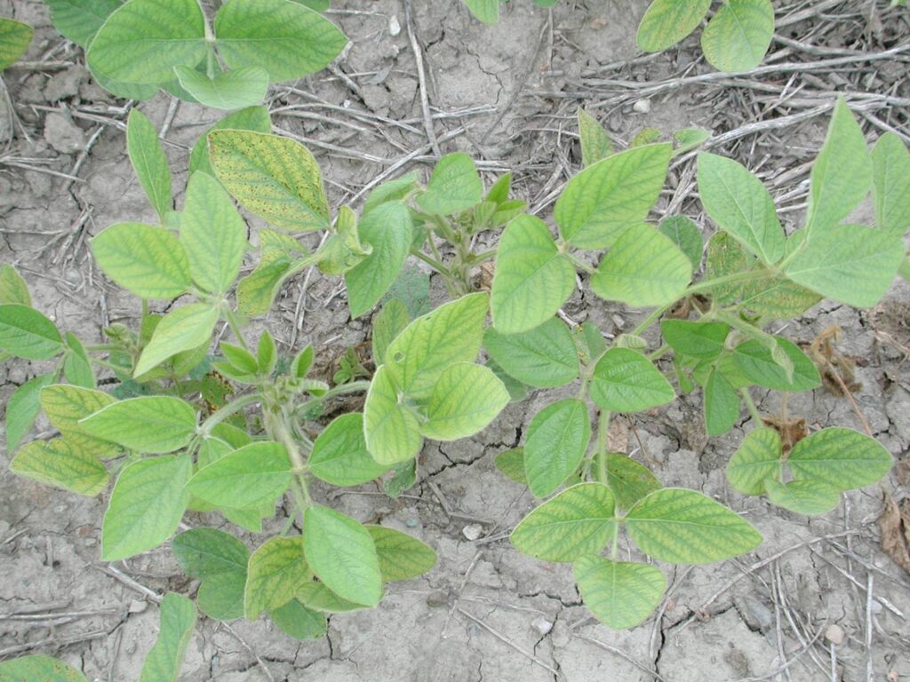 Figure 2. Mn deficient leaves turn yellow across the whole leaf, except for the veins which remain green.