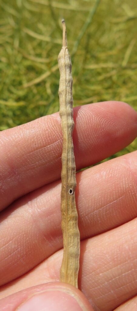Figure 1. Hole in canola pod caused by cabbage seedpod weevil larva chewing its way out of the pod. 