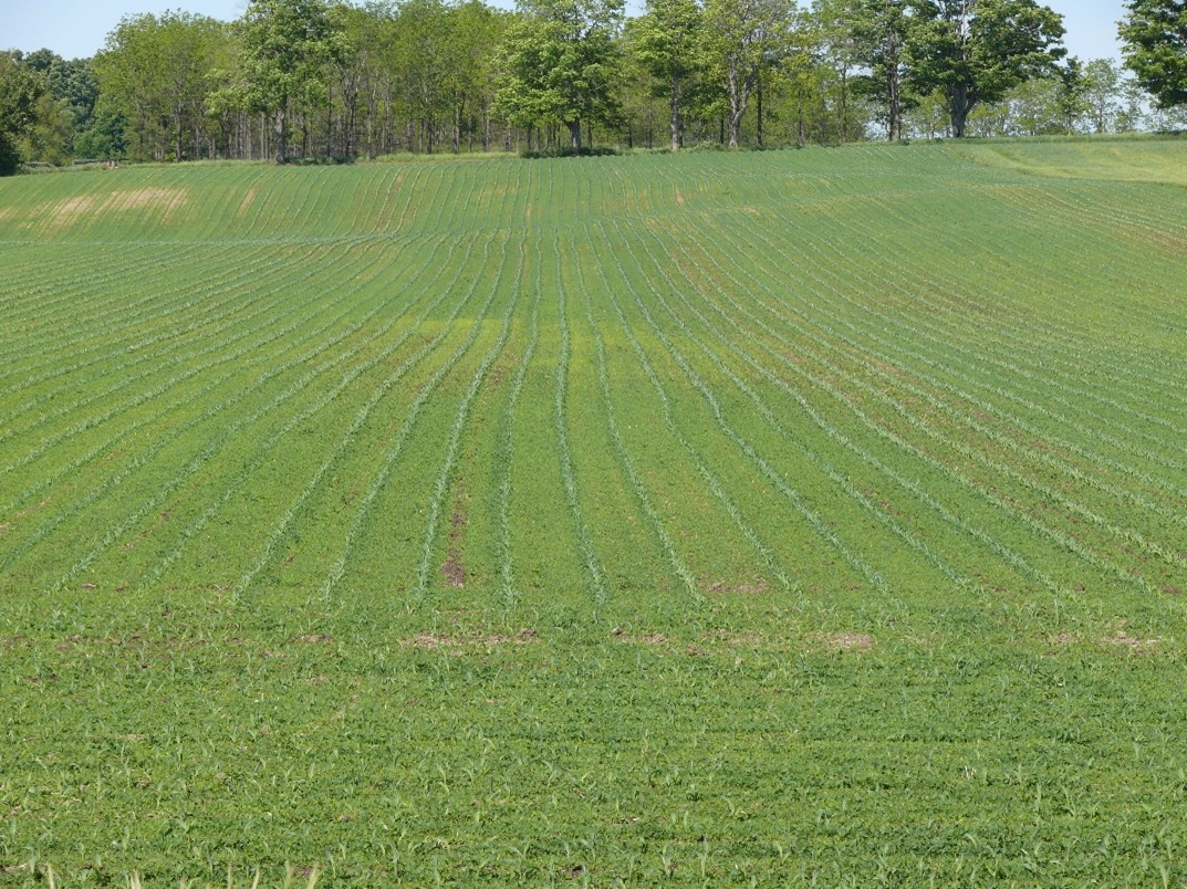 Ontario Field Crop Report July 20, 2022 Field Crop News