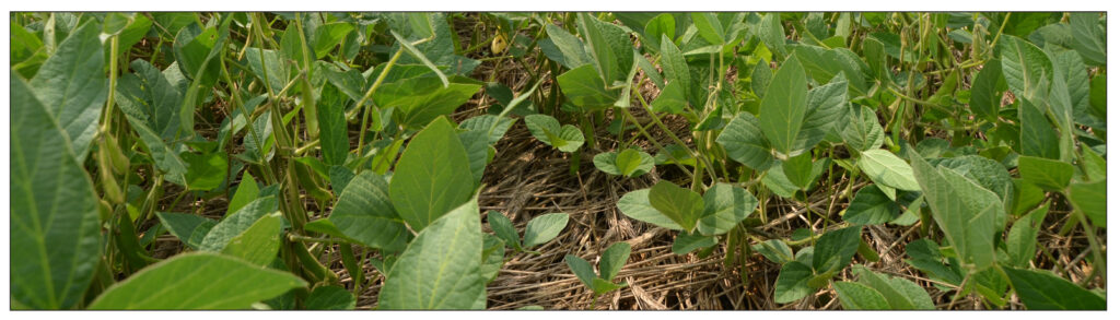 soybean plants with rye mulch below