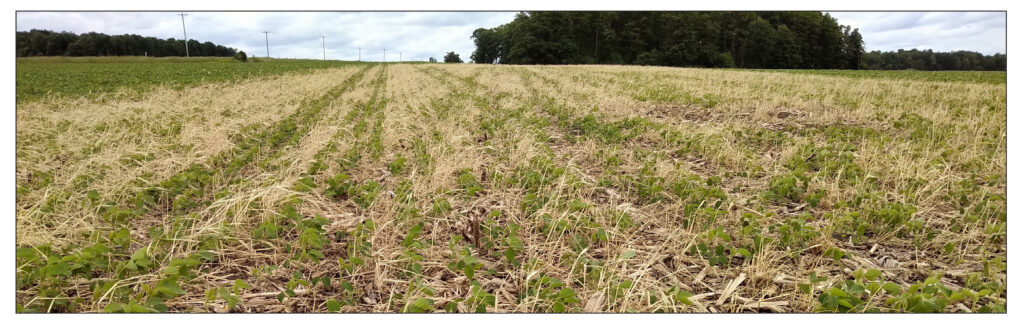 young soybeans growing in field with rye residue
