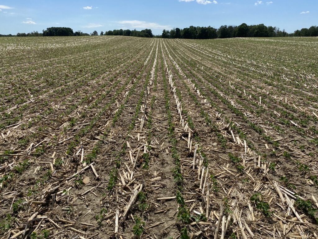 field of young soybeans with corn residue on soil surface