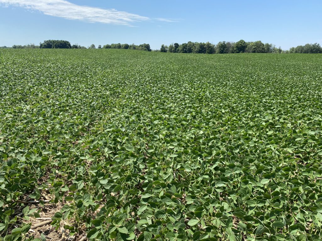 field of soybean plants with blue sky in background