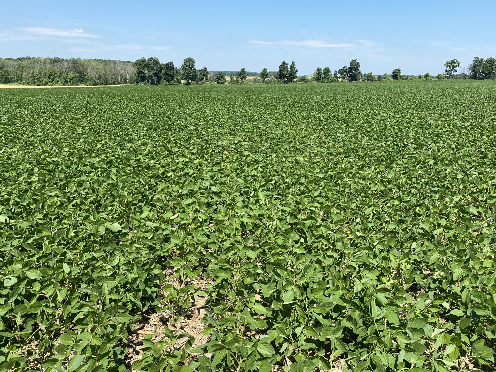Do notill soybeans work after 200+ bu/ac corn? Lessons from five