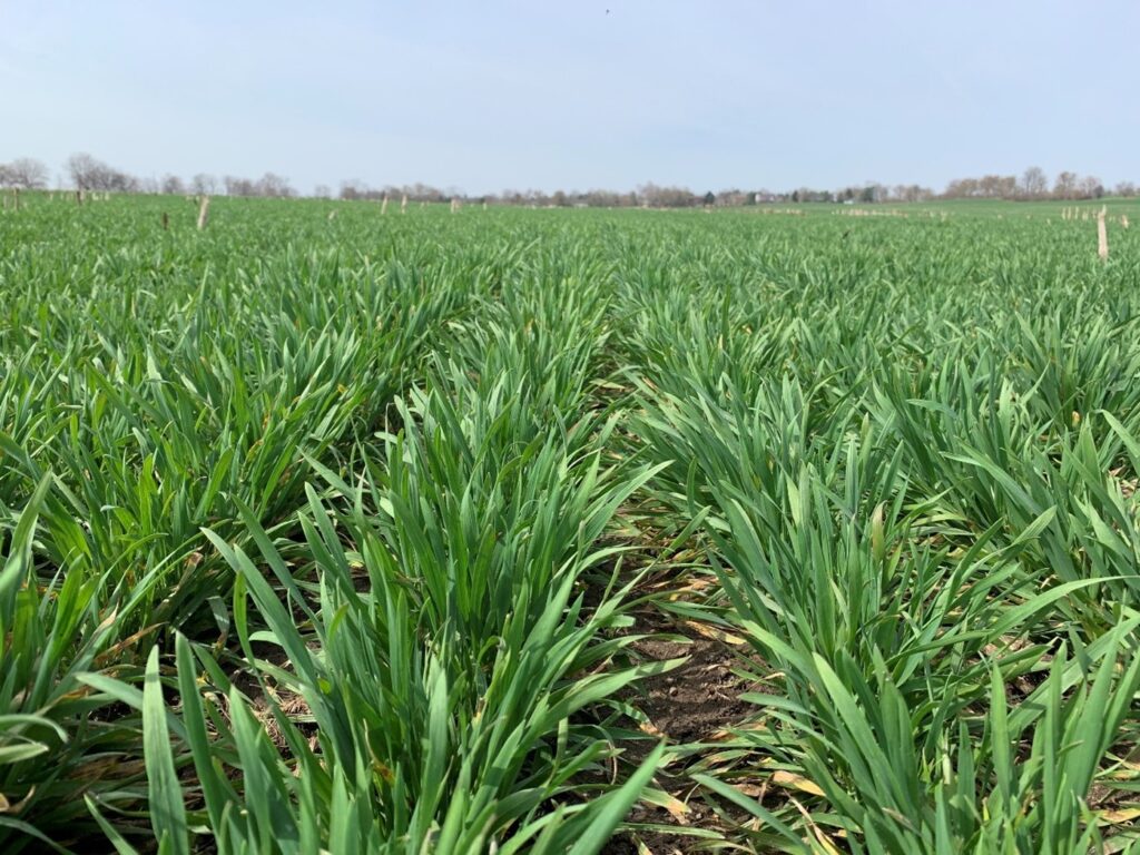 Wheat during stem elongation. As the leaf sheath lengthens, plants will appear to stand more upright compared to earlier vegetative growth stages.