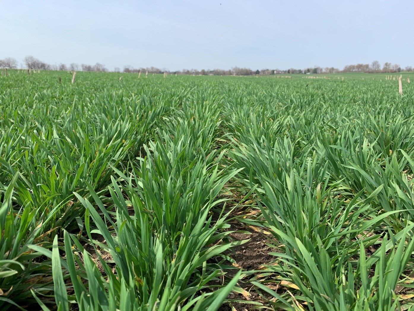 2022 Cereals Seasonal Summary Field Crop News