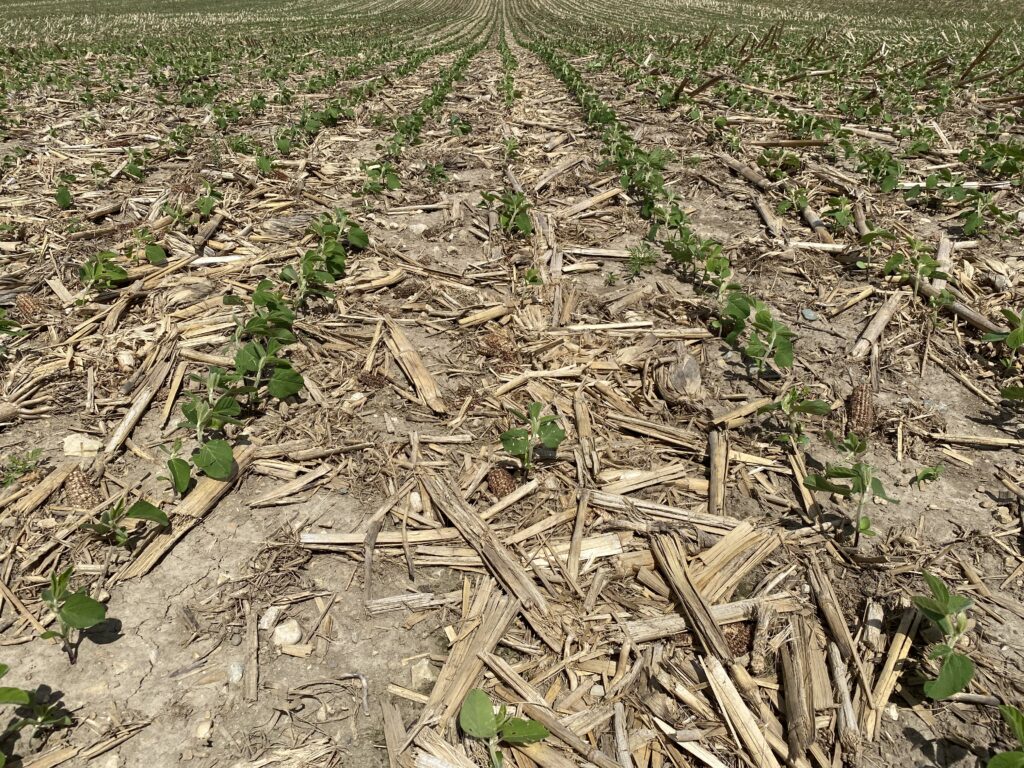 a gap in soybean stand in a corn field