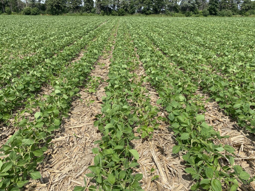 gaps in a few rows of soybeans