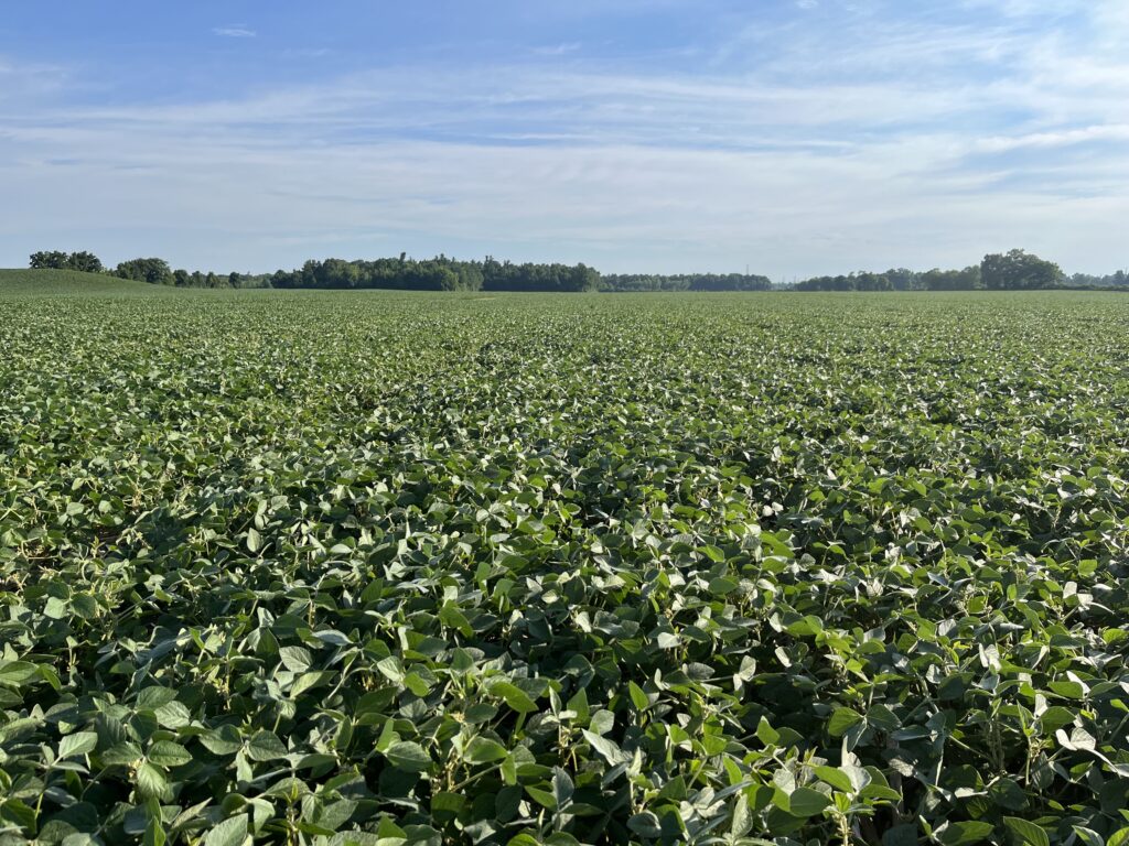 field of soybean plants with blue sky in background