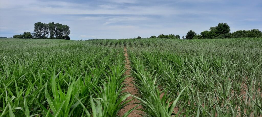 Figure 1. Variable corn under moisture stress in a field with poor moisture holding capacity near Ridgetown, July 15.