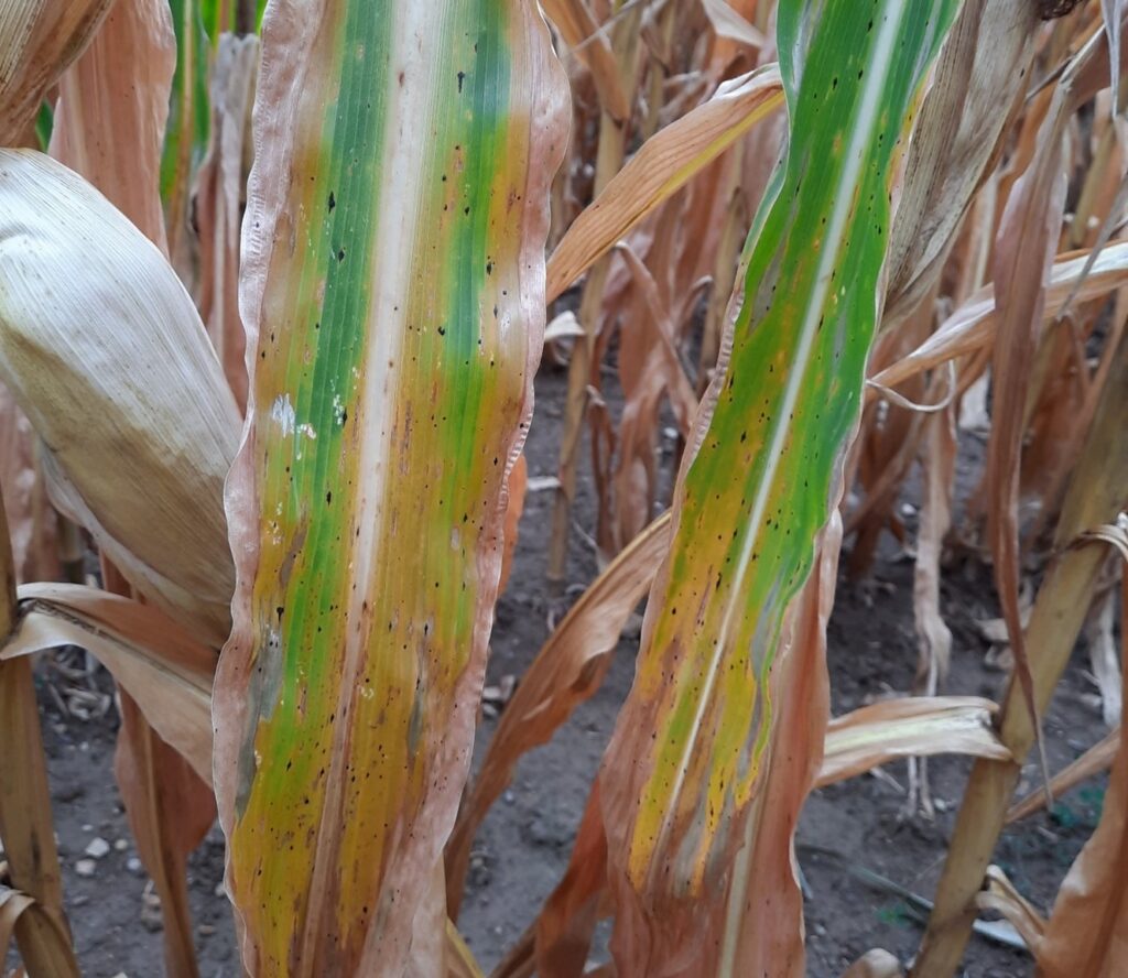 Figure 2. Black tar spot fungal structures (stromata) on leaves in a field near Ilderton in late September 2022. 
