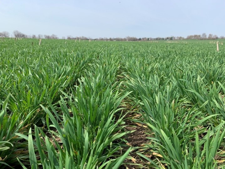 Figure 1. Winter wheat at GS 30 with plants giving that upright appearance. At this stage winter wheat moves from the vegetative to reproductive growth stages.