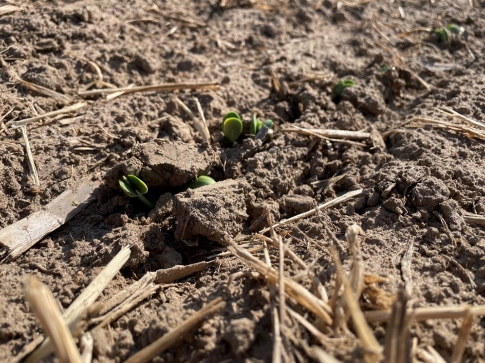 Figure 1: Evaluations of soybean stands should take place at least 10 days after planting as emergence isn’t perfectly even and can be staggered by a few days within the same field.