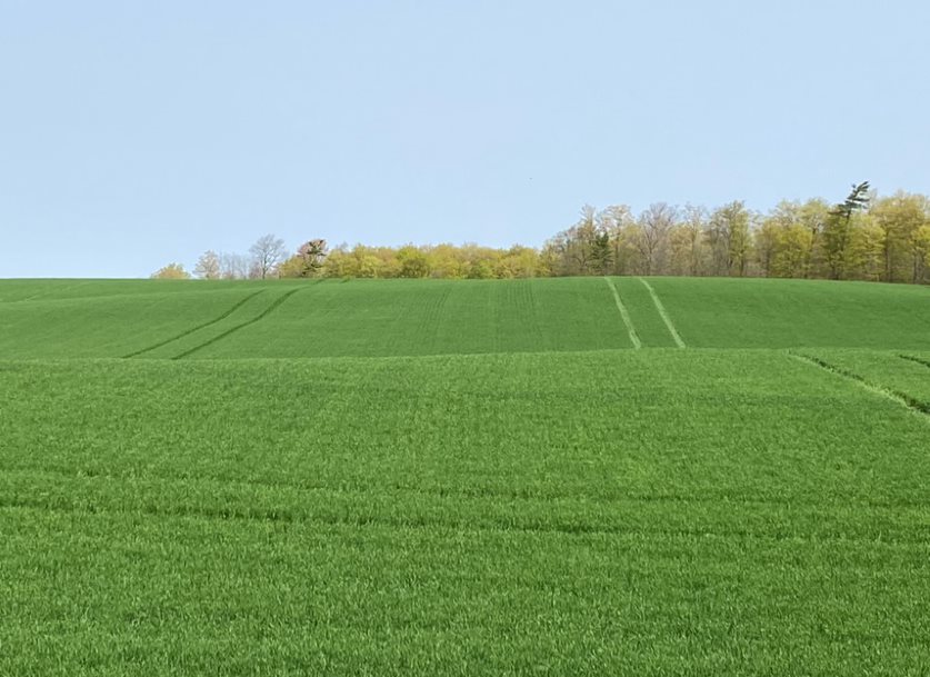 Figure 1. A winter wheat field with recent field activity.