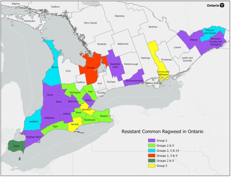 Figure 2. Multiple herbicide-resistant common ragweed in Ontario. Dr. Peter Sikkema, University of Guelph-Ridgetown Campus. 