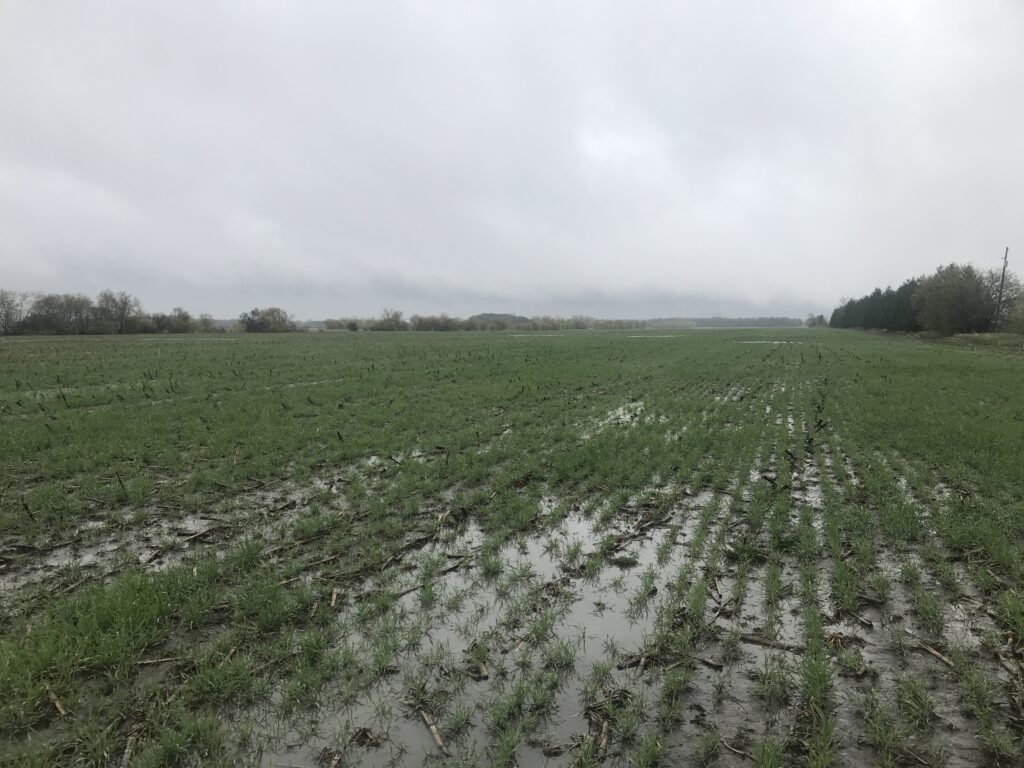 A field of winter cereal rye planted into corn silage. Ponded water is visible on much of the surface.