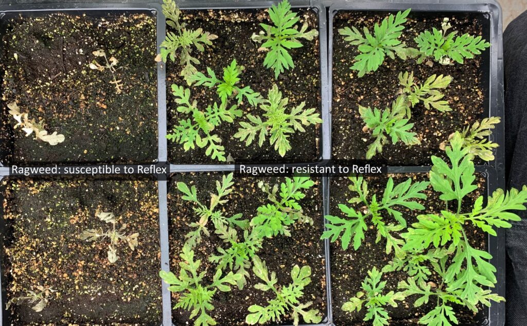 an image showing ragweed seedlings that are susceptible to Reflex (left) compared to ragweed seedlings that are resistant. Note the bronzing (necrosis) of exposed leaf tissue. 