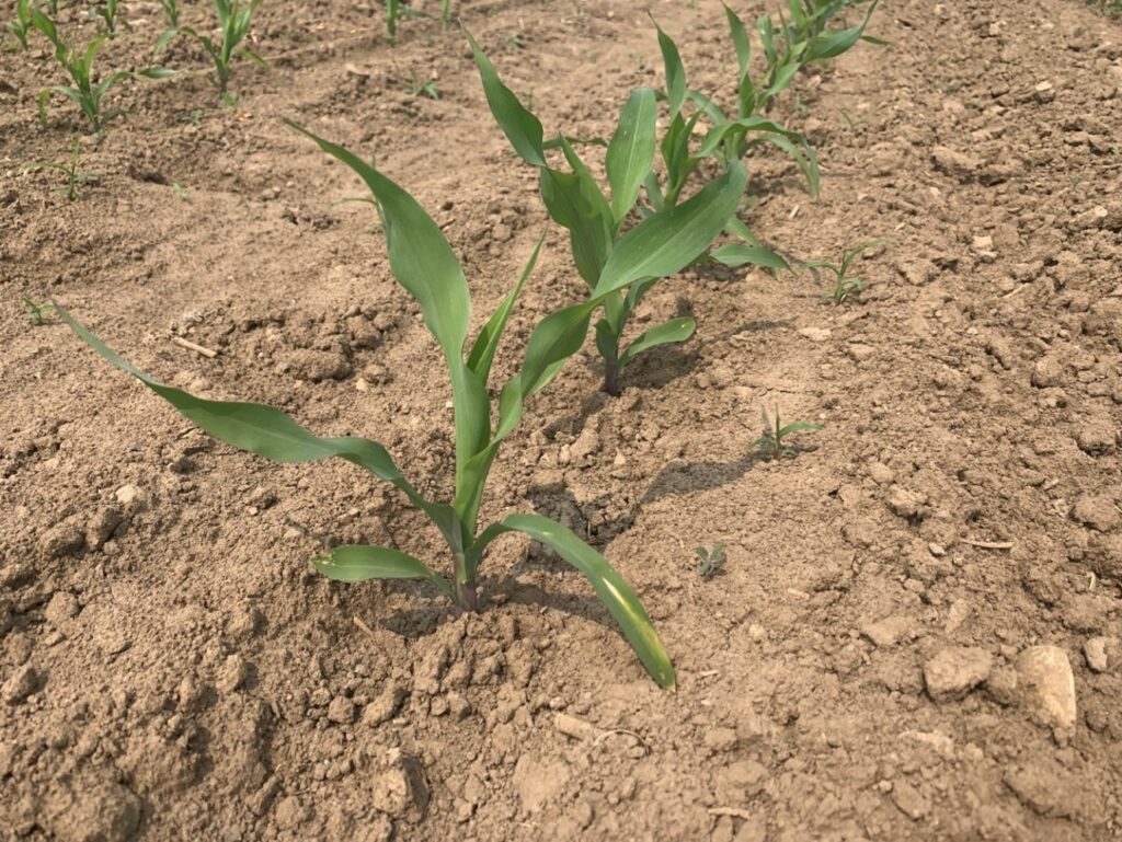 Figure 1. Early planted corn is at the 5-6 leaf stage and nearing the end of the critical weed-free period. 