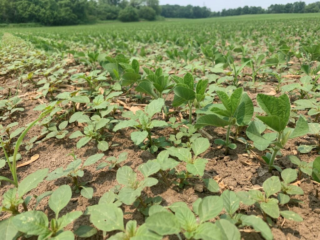 Figure 3. Soybeans in this field are at the 1st trifoliate stage, this is the beginning of the critical weed-free period. These weeds should not be here at this stage and need to be removed as soon as possible. 