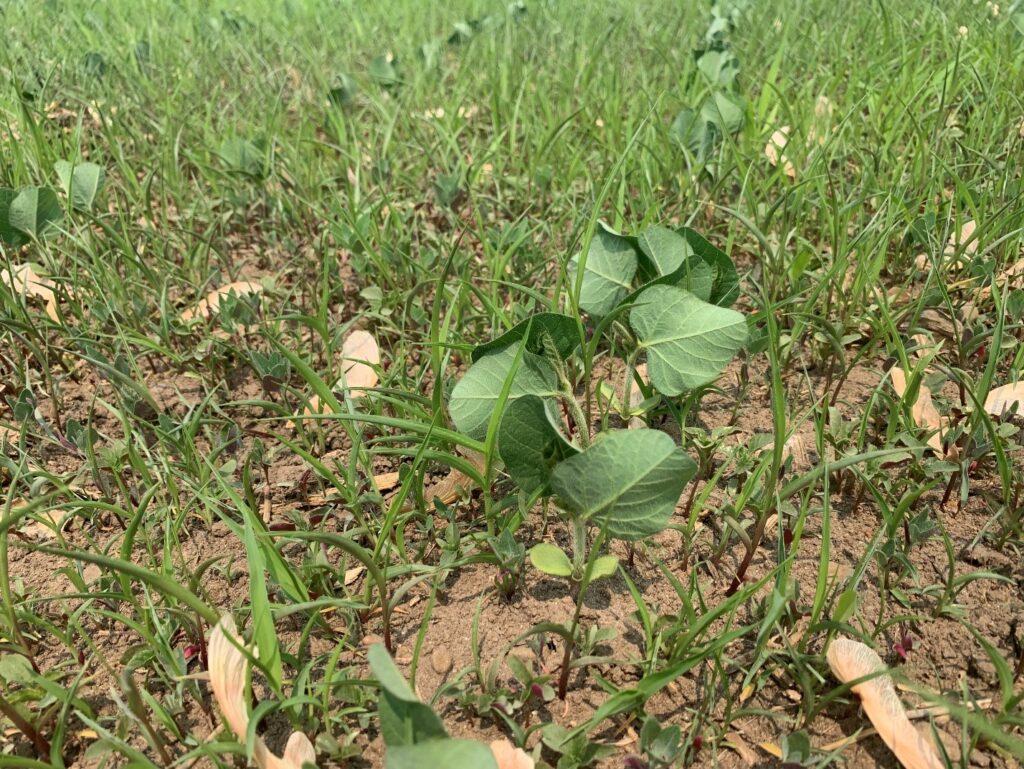 Figure 4. Moisture stressed soybeans on light textured soils and amongst heavy weed pressure. Early season weed control is extremely important in dry seasons.  
