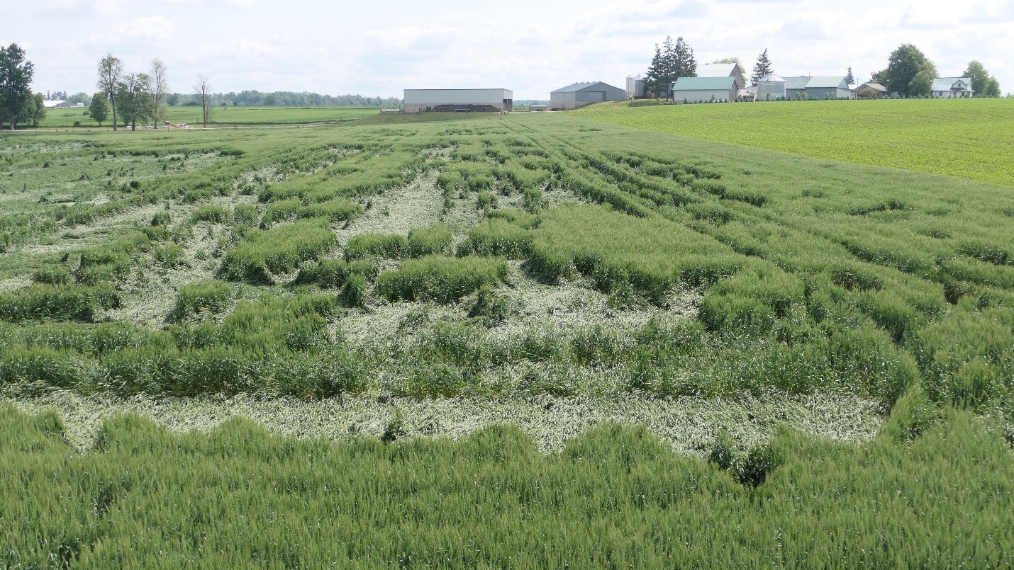 Crop Conditions – Week of June 12th, 2023 – Field Crop News